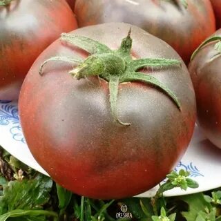 Самые дорогие помидоры