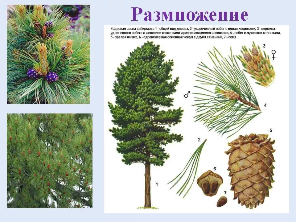 Распространение голосеменных