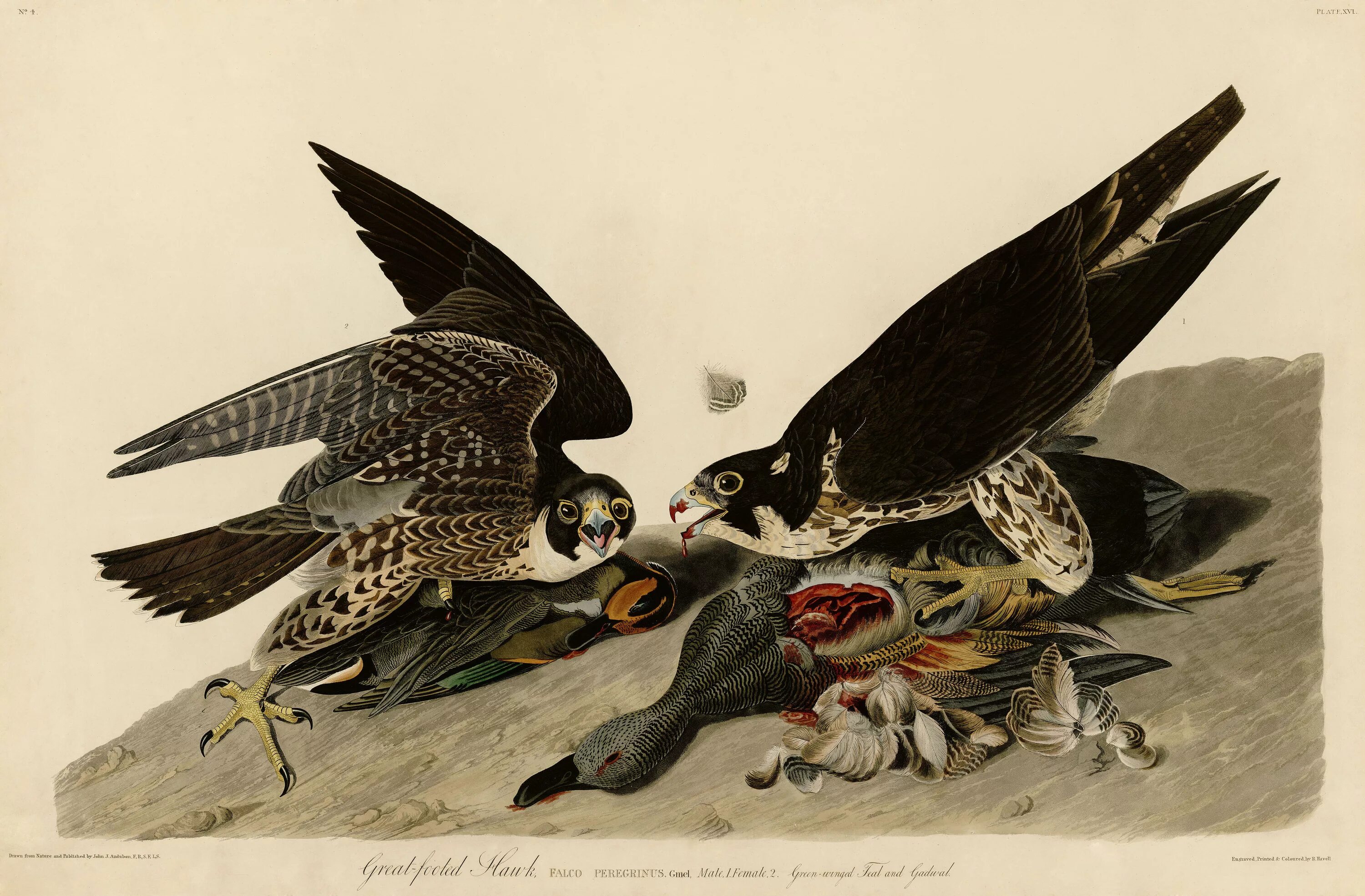 Между вороном и ястребом читать. John James Audubon птицы Америки.