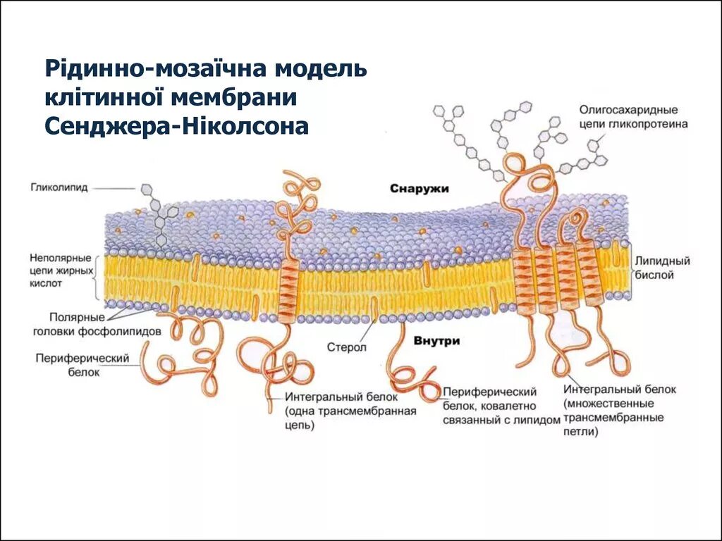 Мозаичная модель клеточной мембраны. Жидкостно-мозаичная модель строения мембраны (Сингер, Николсон, 1972);. Жидкостно-мозаичная модель мембраны Сингера-Николсона. Жидкостно-мозаичная модель мембраны клетки.