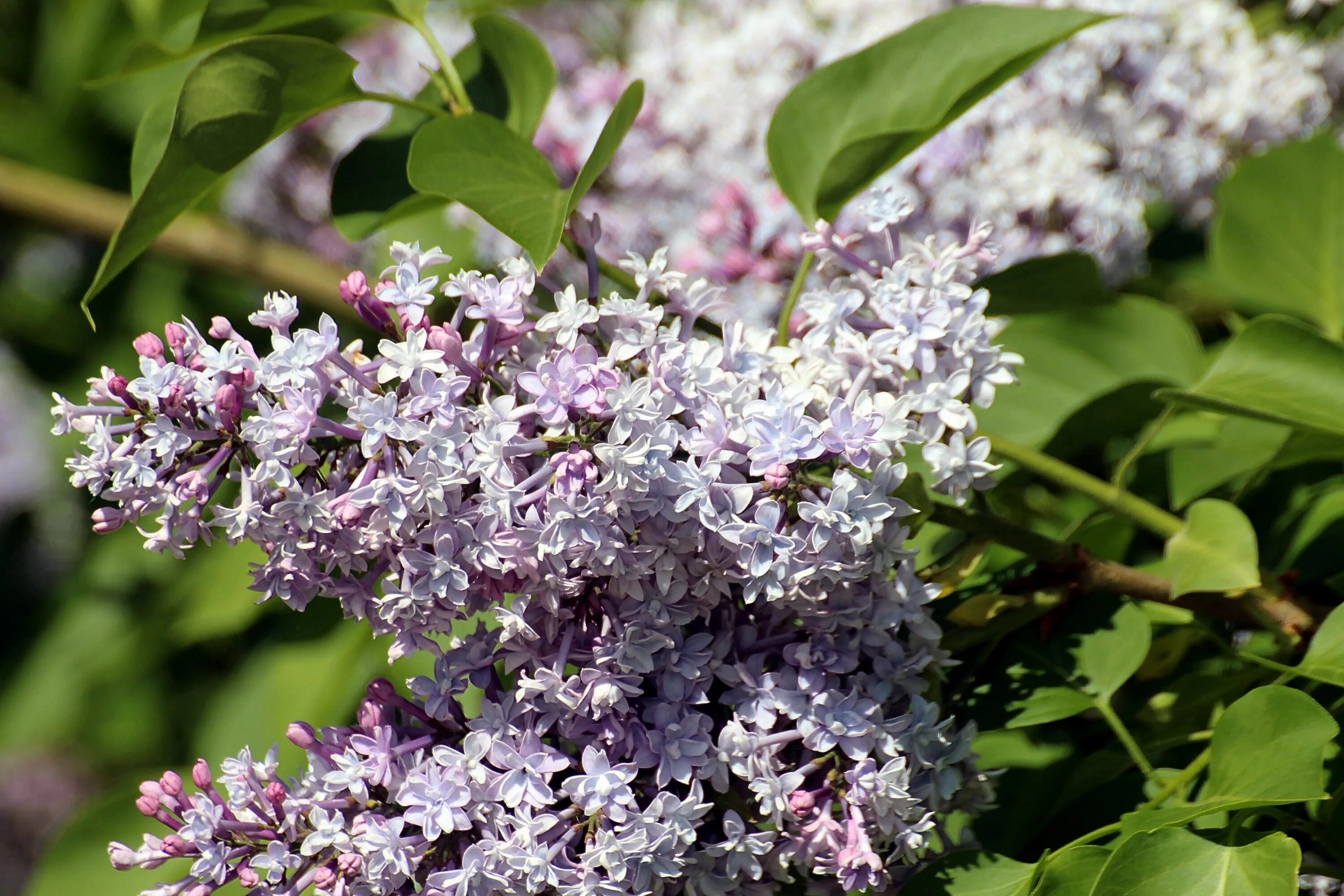 Сирени 4 буквы. Сирень Syringa vulgaris. Сирень Звегинцева (Syringa sweginzowii). Syringa vulgaris (сире́нь обыкнове́нная). Сирень Звегинцева.