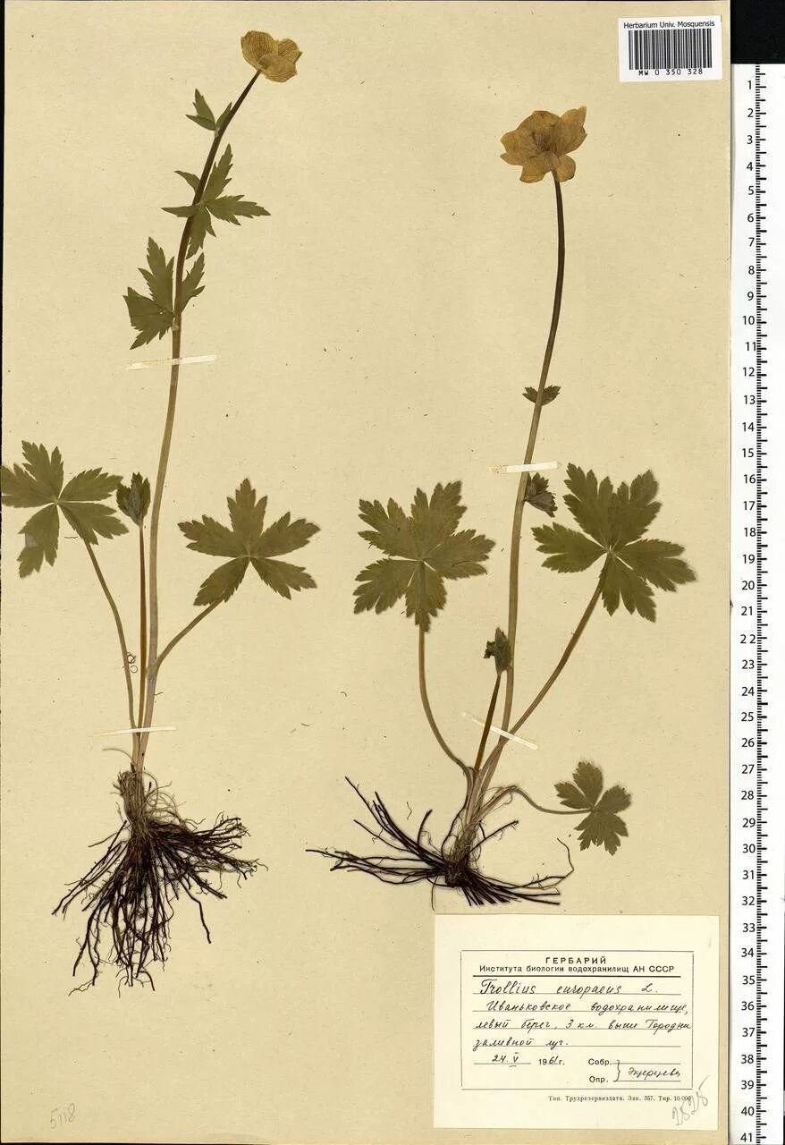 Купальница европейская гербарий. Купальница европейская корень. Купальница азиатская гербарий. Trollius europaeus l..