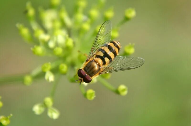 Муха журчалка мимикрия. Муха журчалка и оса мимикрия. Муха журчалка вид адаптации. Муха журчалка тип окраски. Муха журчалка и оса.