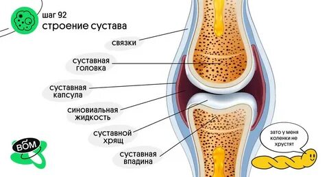 Из чего состоит сустав