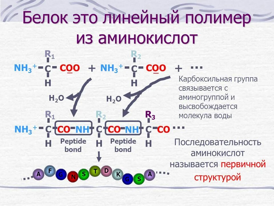 Белок из аминокислот. Белок. Белок линейный полимер. Полимер из аминокислот.