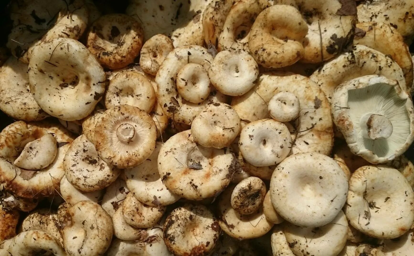 Груздь водянистозоновый (Lactarius aquizonatus). Гриб белый груздь. Груздь Дальневосточный. Груздь белый Сибирский. Есть гриб груздь