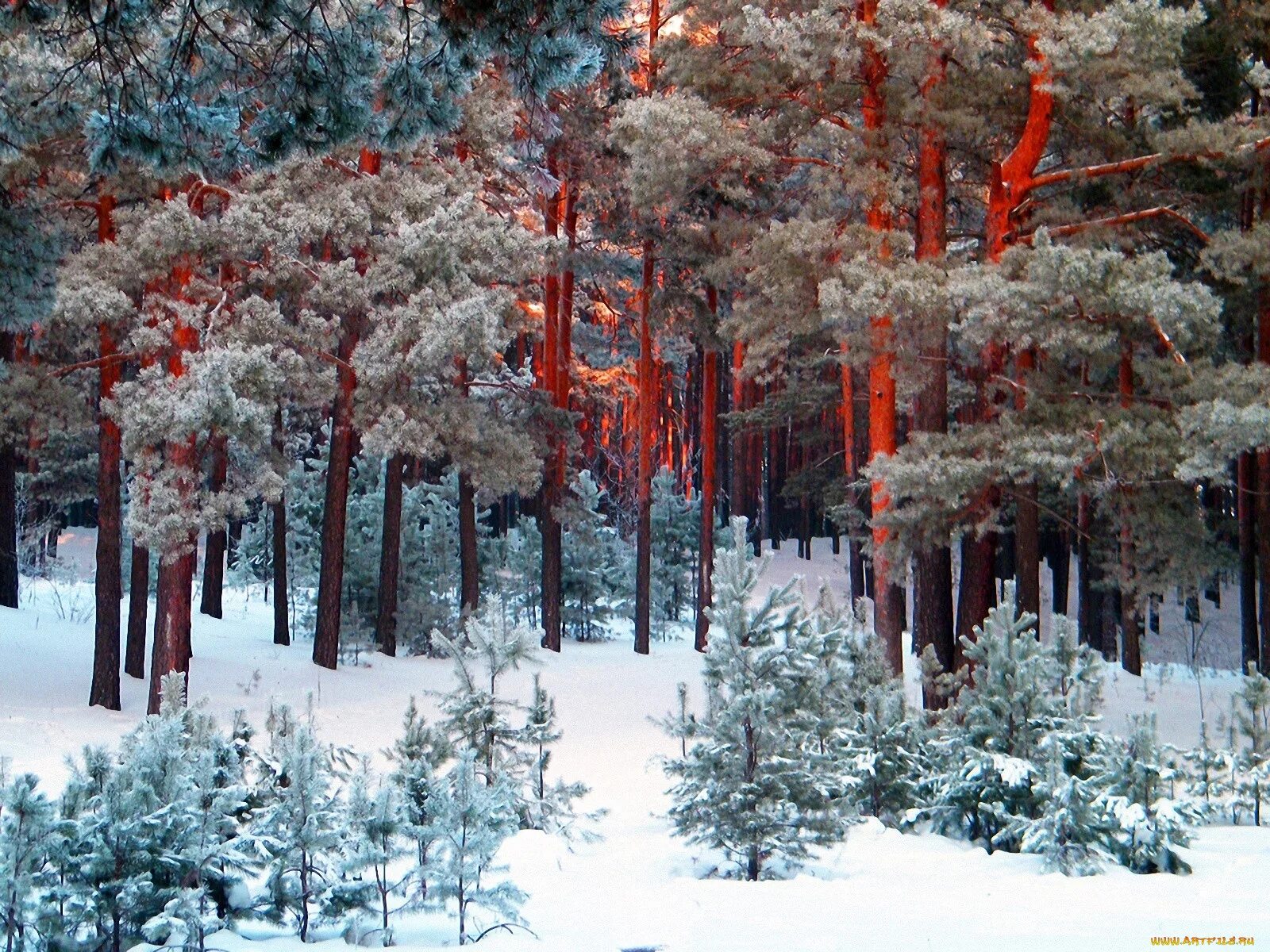 Зимние хвойные. Сосновый Бор зима Сибирь. Зимний Сосновый лес. Зимой в лесу. Сосна зимой.