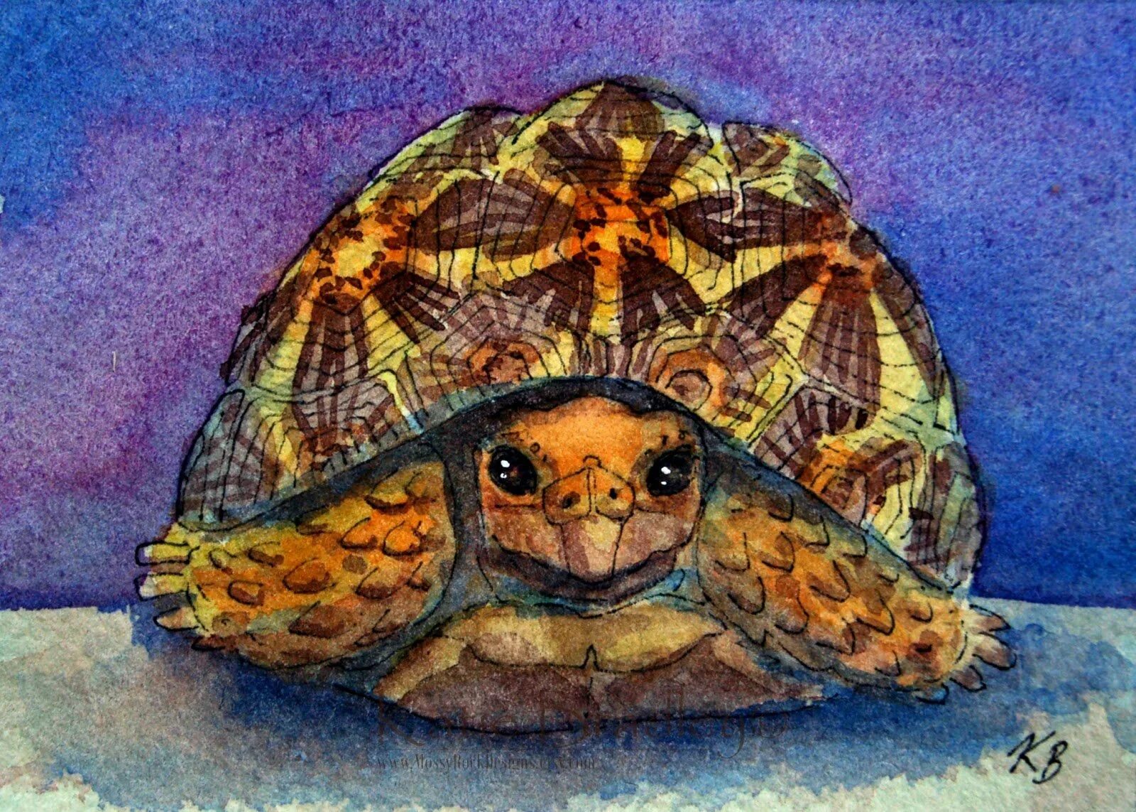 Пресмыкающиеся черепахи. Представители черепах пресмыкающихся. Сообщение о черепахе. Черепаха для детей. Строение средиземноморской черепахи.