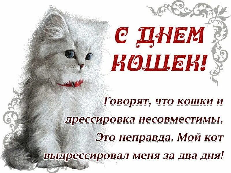 С днём кошек поздравления. День кошек презентация. День кошек текст. День кошек 8 августа. Всемирный день кошек 8 августа.