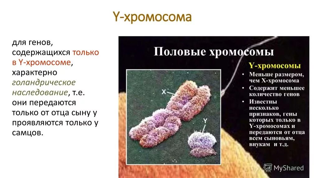 Содержит несколько хромосом. Половые хромосомы. y хромосома. половые хромосомы гены.