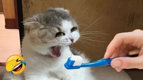 Видео смешные коты с озвучкой до слез