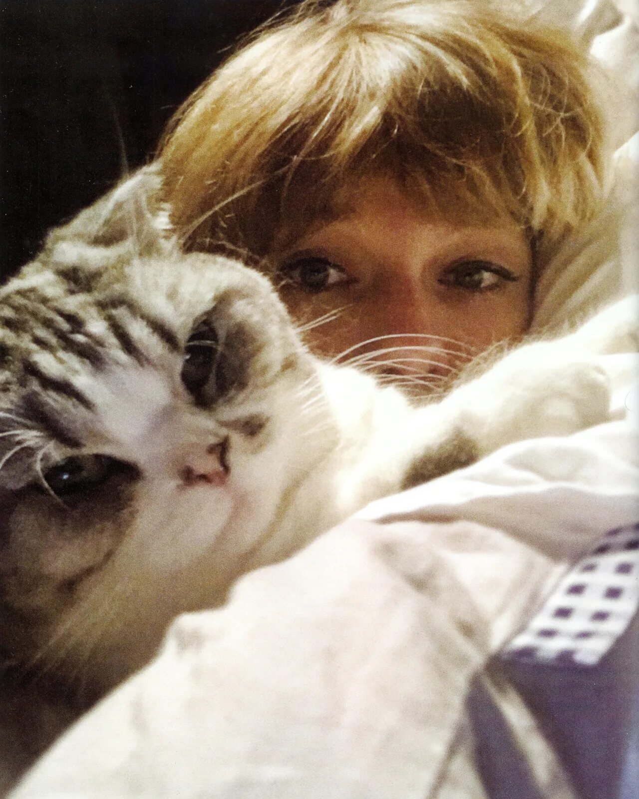Swift cat. Мередит свифт. тейлор кот. taylor swift cats.