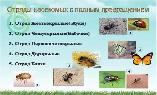 Дать характеристику насекомые с полным превращением. Представители отрядов насекомых. Насекомые с полным превращением. Отряды насекомых жесткокрылые. Отряды насекомых с полным превращением.