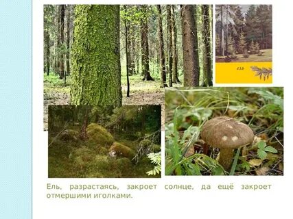 План сообщества леса 4 класс окружающий мир