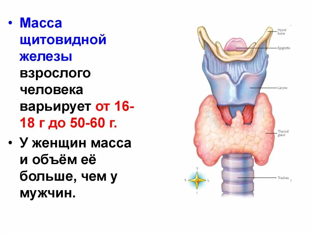 Щитовидная железа норма анатомия. Строение и вес щитовидная железа анатомия. Щитовидная железа Размеры и масса. Масса щитовидной железы взрослого человека.