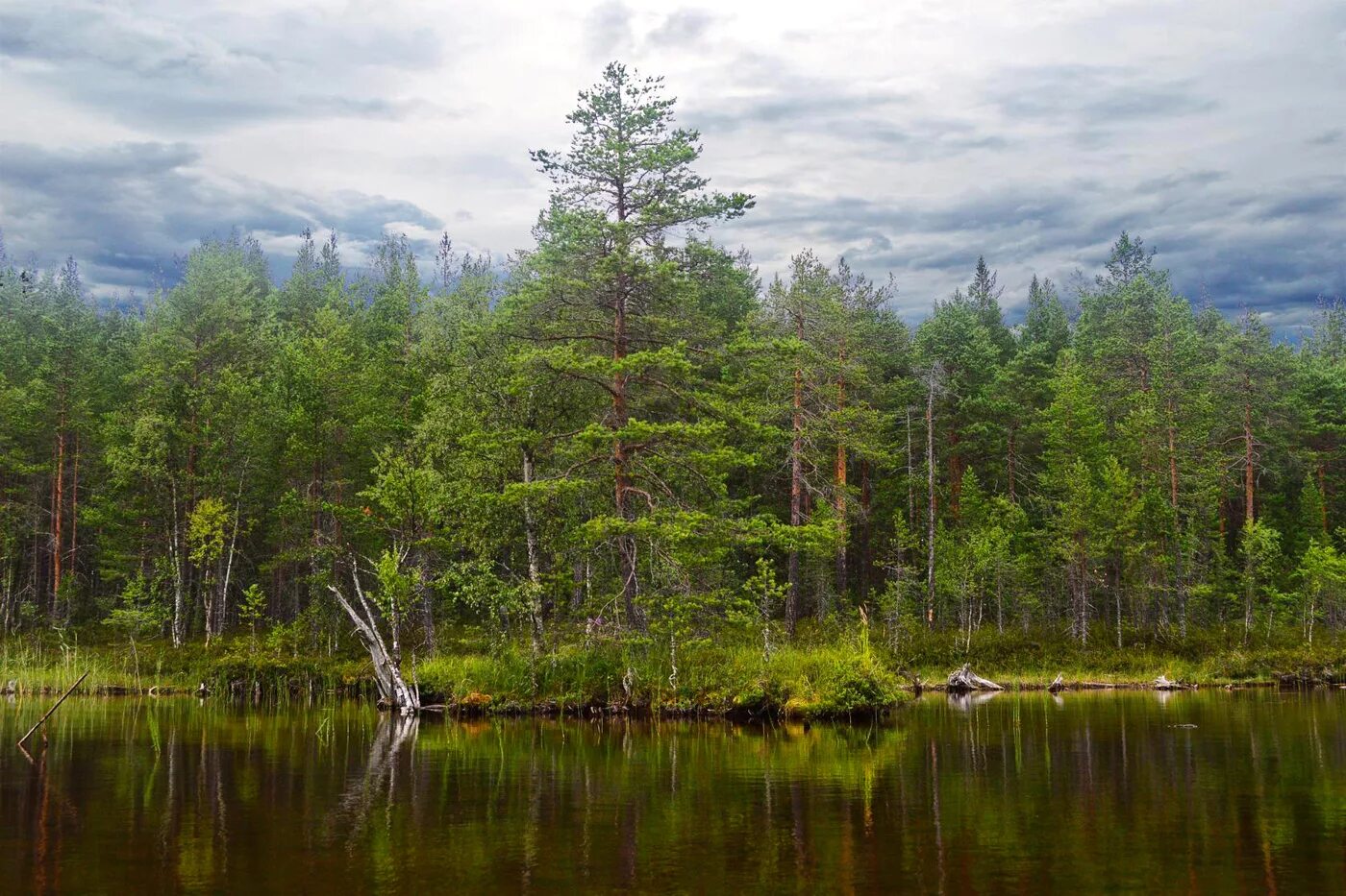 Можно леса карелии. Карелия Тайга. Республика Карелия лес. Таежные леса Карелии. Лесное озеро Карелия.