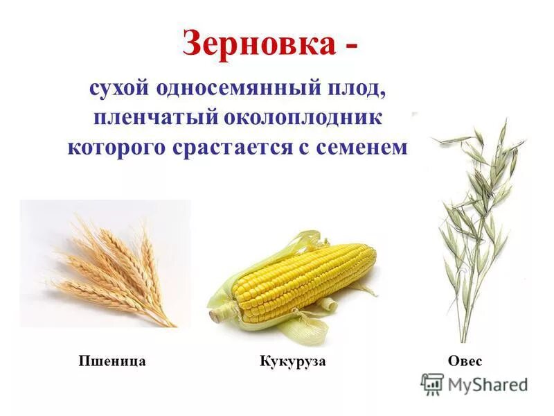 зерновка кукурузы 6 класс. сухой многосемянный плод зерновка. плод зерновка у каких растений. сухие односемянные плоды зерновка. плод кукурузы зерновка.