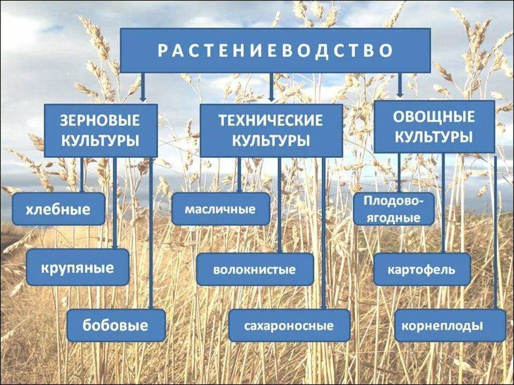 Технические виды растений. Отрасли сельского хозяйства России 9 класс Растениеводство. Отрасли растениеводства 9 класс география. Схема отрасли растениеводства. Отраслирастениводства.