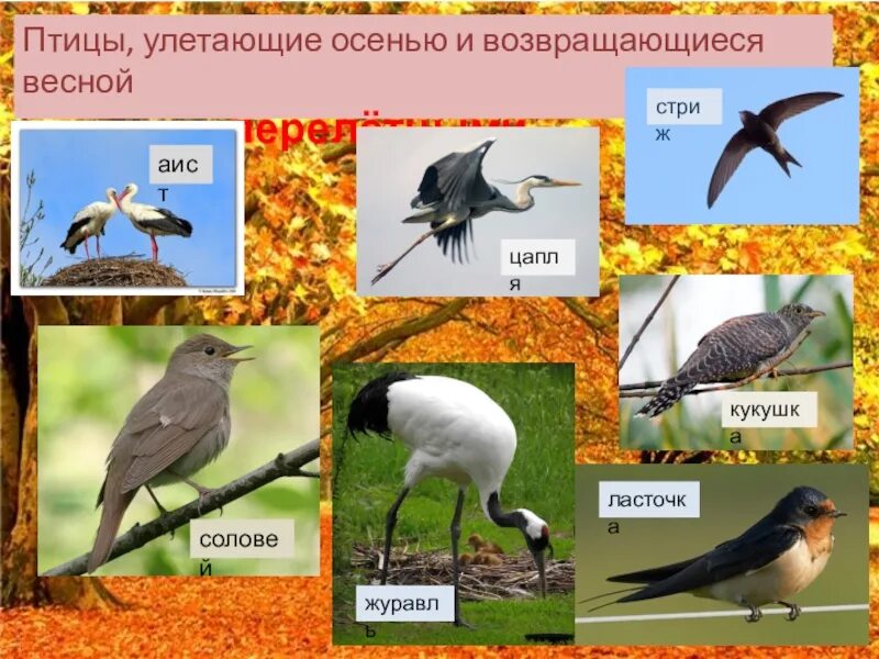 Какие перелетные птицы улетают в теплые края. Птицы которые улетают на юг осенью. осенью перелетные птицы улетают на юг. какие птицы у литают на юг осенью. какие птицы улетают на бг.
