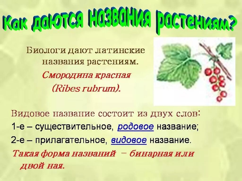 Видовые названия растений. Бинарные названия растений. Систематика двух растений. Двойные названия растений