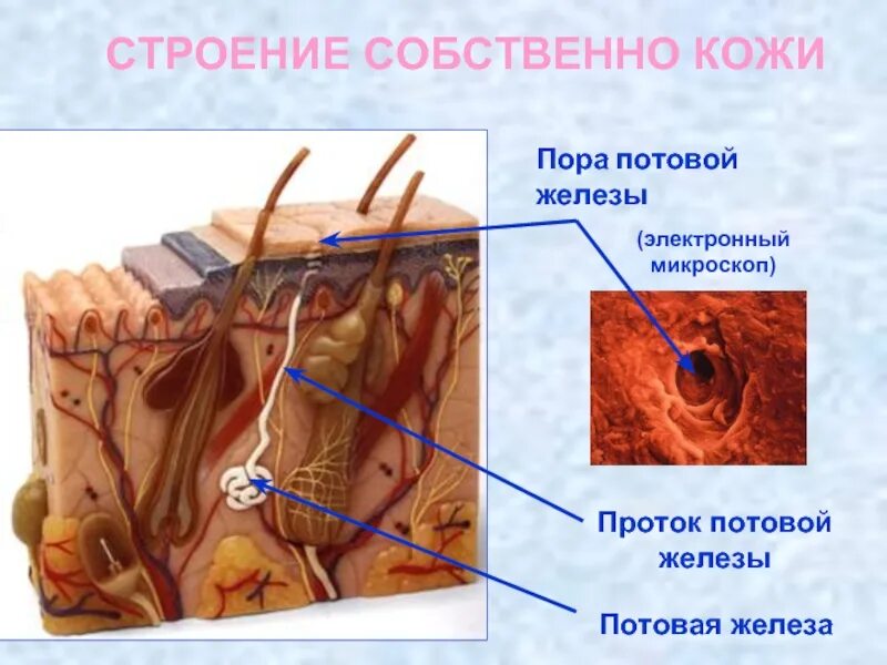 В каком слое расположены потовые железы. Строение кожи потовая железа. Потовые железы анатомия строение. Апокриновые потовые железы строение гистология. Строение поры кожи.