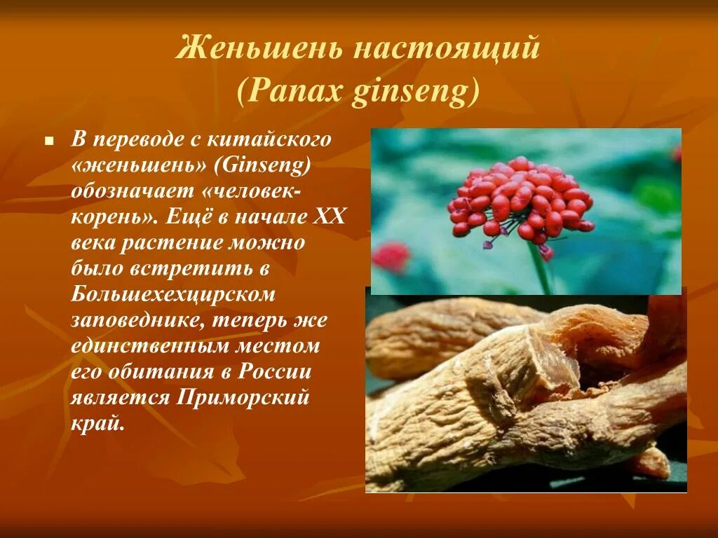 Женьшень настоящий (Panax Ginseng). Растения красной книги России женьшень. Женьшень сообщение. Женьшень презентация.