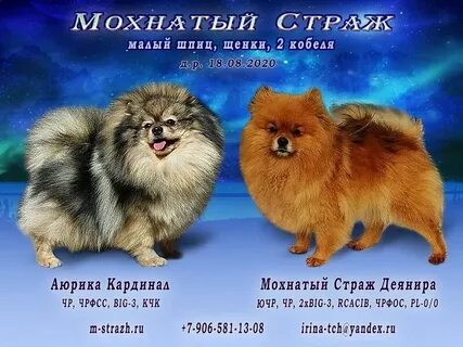 Померанский шпиц вес взрослой собаки
