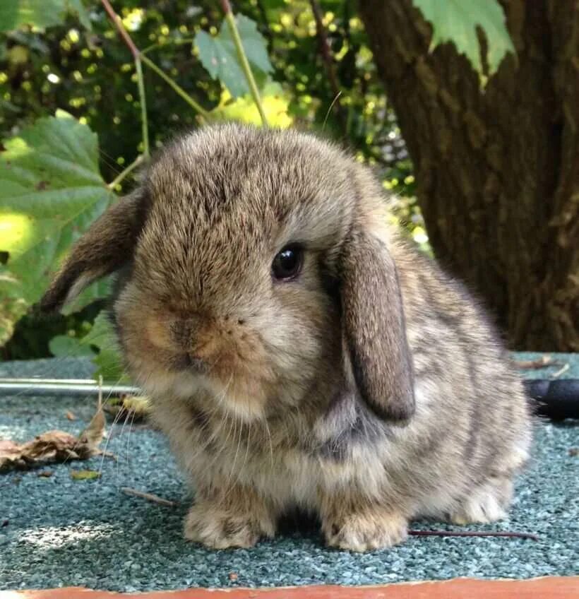 Голландский карликовый вислоухий кролик. Вислоухий кролик Минилоп. Mini lop кролик. Карликовый вислоухий кролик. Порода маленьких кроликов