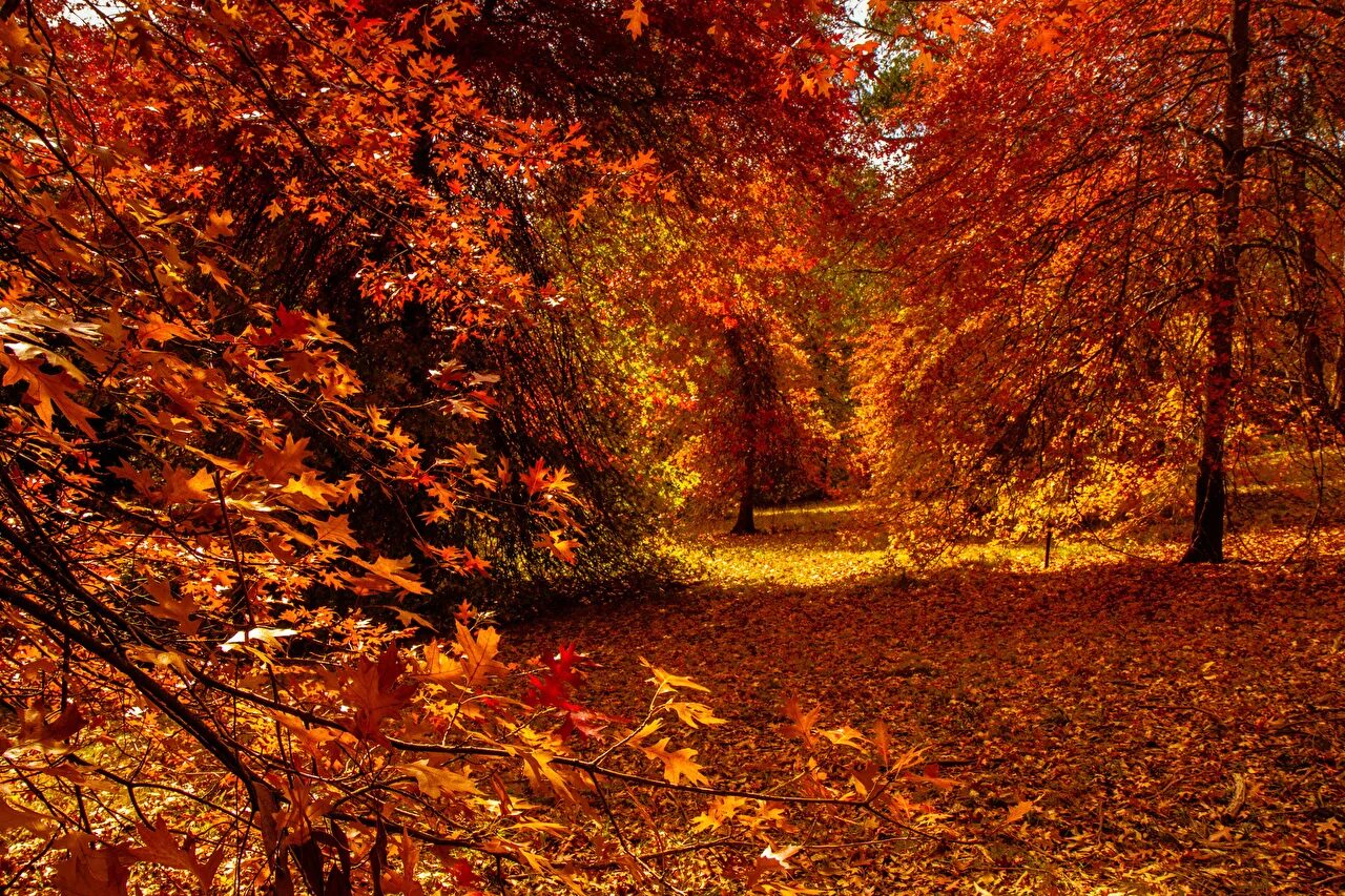 Осень в лесу. Лес осенью. Лес осенью. Осень в лесу. Осень в лесу.