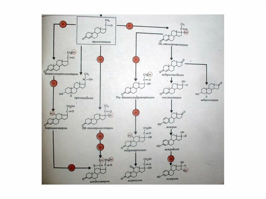 Коа 5. Биосинтез кортикостероидов. Схема синтеза кортикостероидов. Альдостерон и андростендион. Коа8 выключатель КОА схема принципиальная.