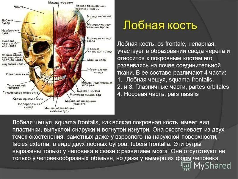 спина спортсмена. мышцы. анатомия спины человека мышцы и связки. грудные мышцы анатомия. мышцы нижней конечности вид сбоку.