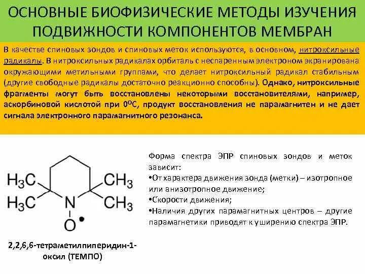 Какие компоненты способствуют сохранению текучести мембраны