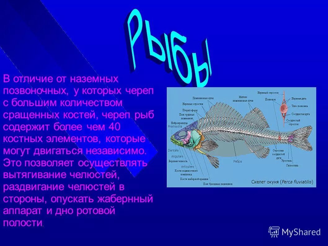 Какую функцию выполняет череп у рыб. Скелет костистой рыбы речной окунь биология 7 класс. Строение карася внутреннее скелет. Какую функцию выполняет череп у рыб. Скелет костистой рыбы окуня.