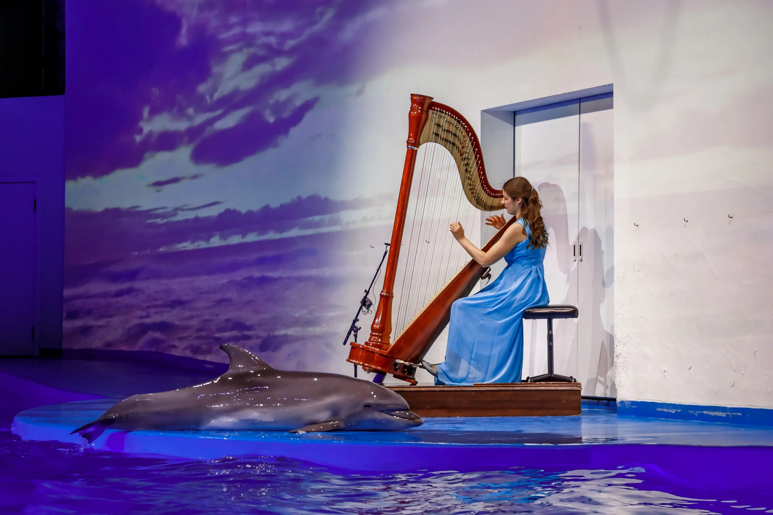 Люди дельфины песня. Композиция с дельфинами. Музыкальный концерт в океанариуме. Концерт дельфина Екатеринбург. Дельфины музыка.