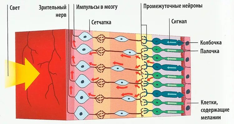 Палочки и колбочки сетчатки строение. Рецепторы сетчатки глаза колбочки и палочки. Структура палочек и колбочек сетчатки. Палочки и колбочки сетчатки глаза функции и строение. Содержит несколько слоев нейронов содержит роговицу защищает