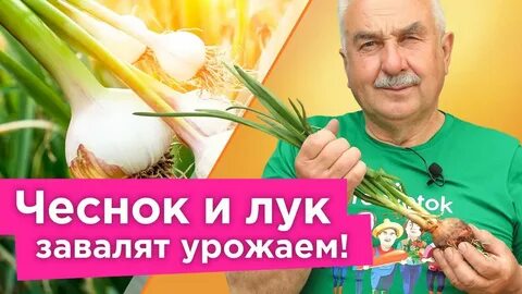 Подкормить чеснок в июне для крупной головки