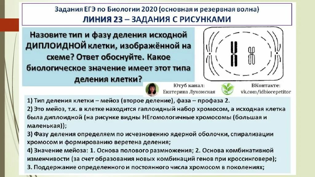 Задания егэ биология митоз мейоз. Типы и фазы деления диплоидной клетки. Определите Тип и фазу деле. Тип деления трехплоидной клетки. Тип и фазу деления исходной диплоидной клетки.