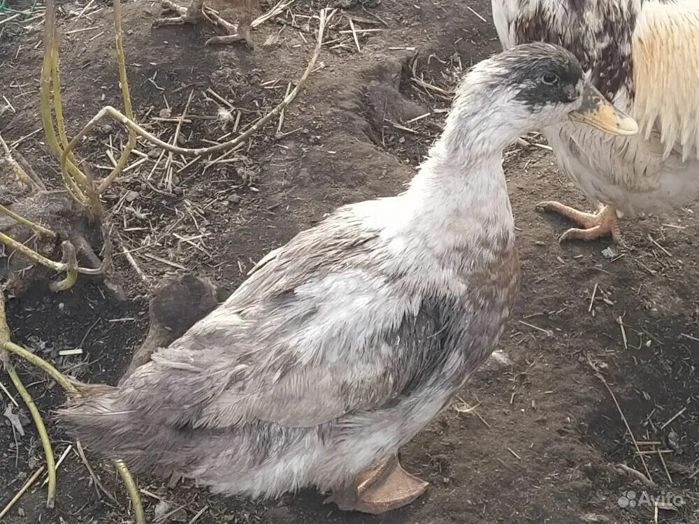 утята голубой фаворит. утки фаворит башкирка. утки породы голубой фаворит. утка породы голубой фаворит. голубой фаворит селезень.