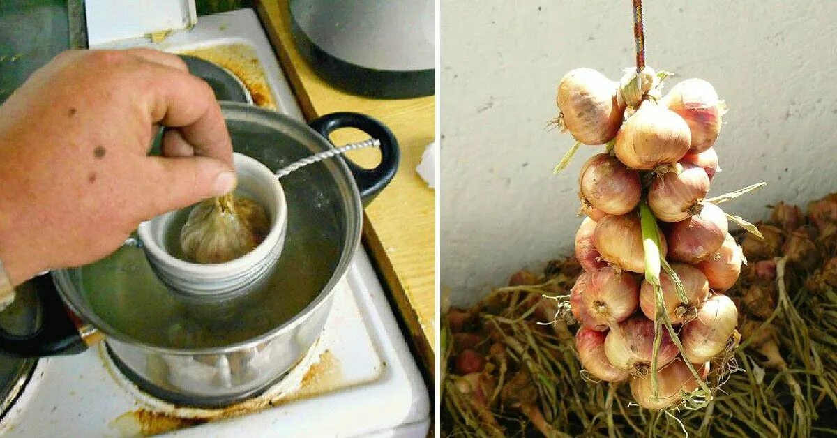 Как обрезать чеснок на зиму. Хранение чеснока. лук срезанный. как обрезать лук.
