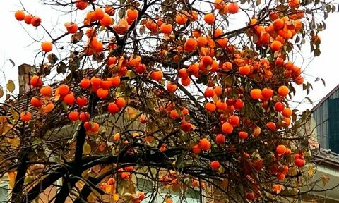 Хурма домашнее фото