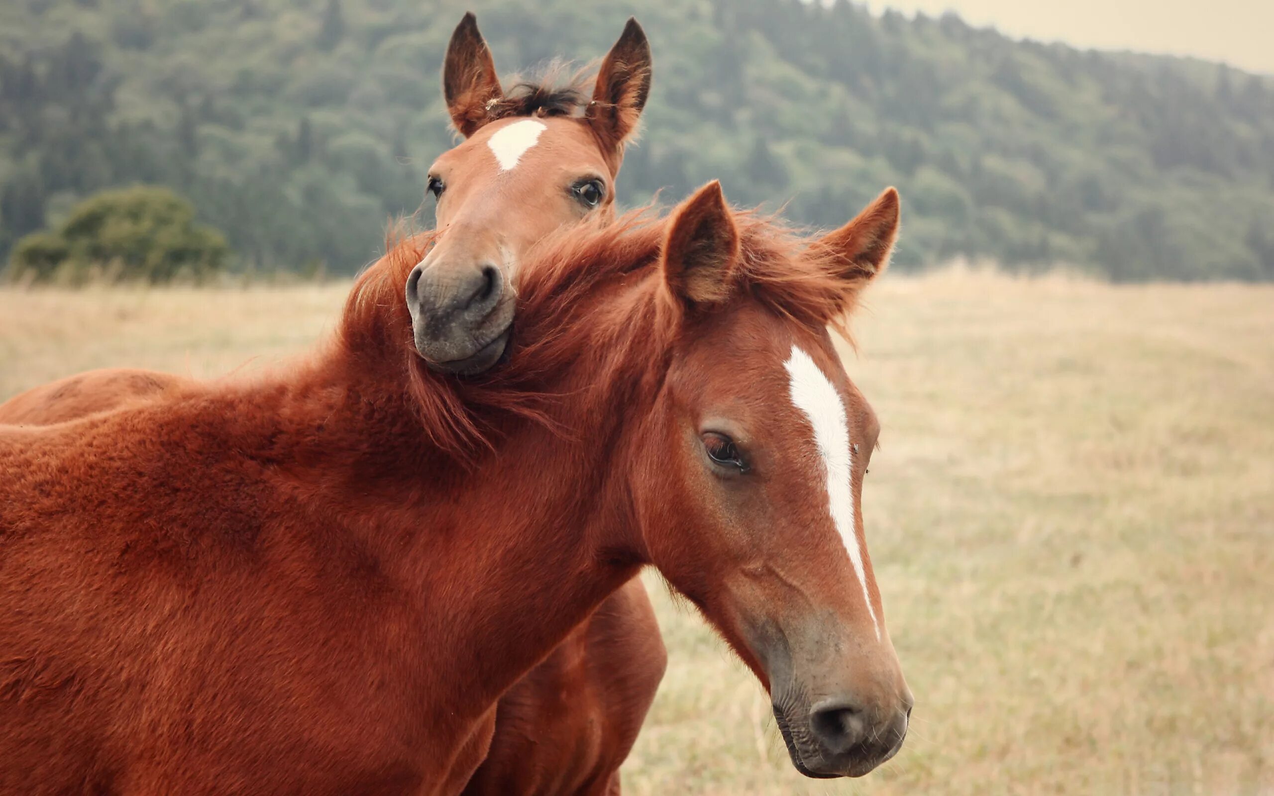 Лошади. Обои лошади. Картинки лошадей красивые. Две лошади.