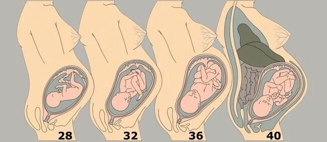 Положения ребёнка в животе при беременности. Расположение плода 3 триместр. Расположение ребенка на 32 неделе беременности в утробе. Расположение ребенка на 38 неделе беременности.