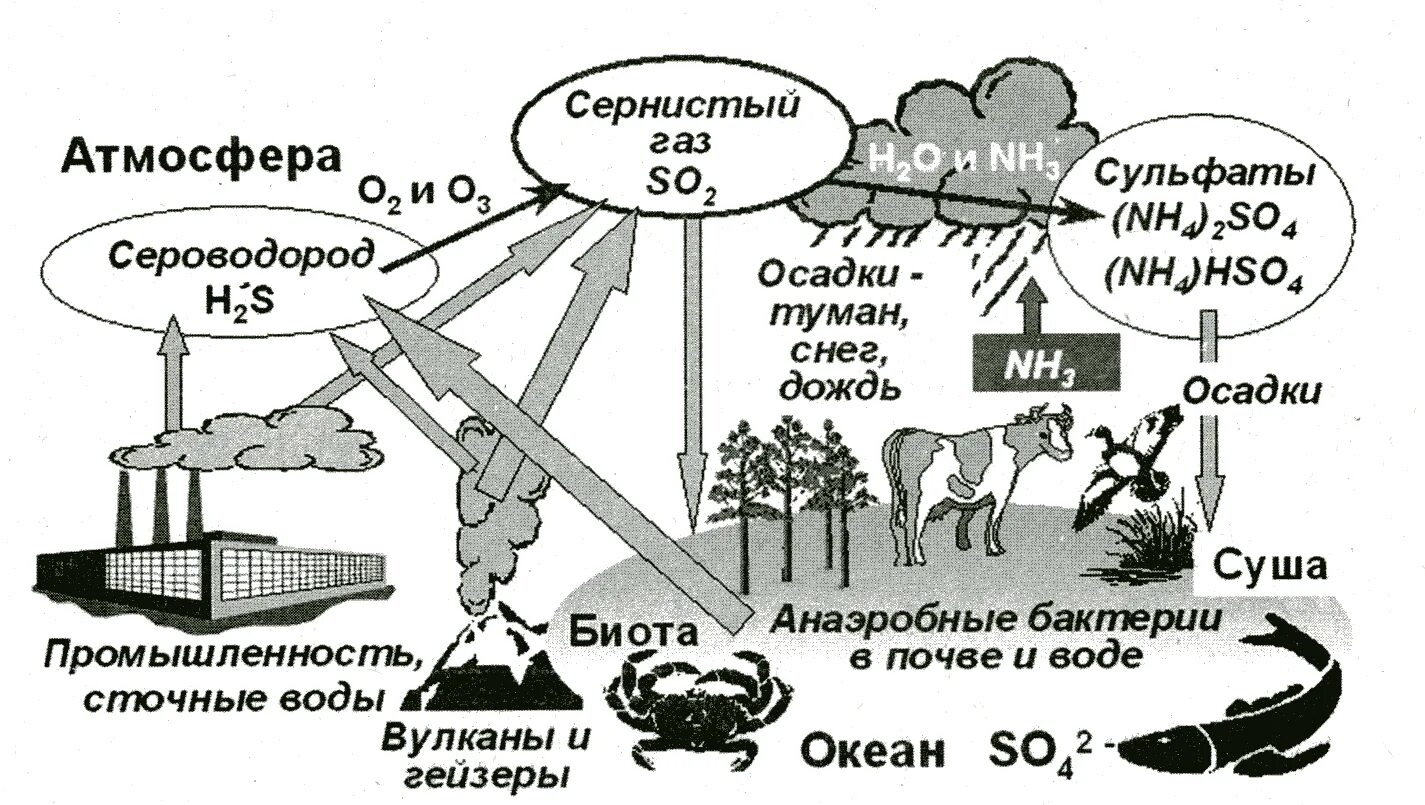 Круговорот серы в биосфере схема. Круговорот азота углерода фосфора. Круговорот серы в природе. Круговорот серы в биосфере.