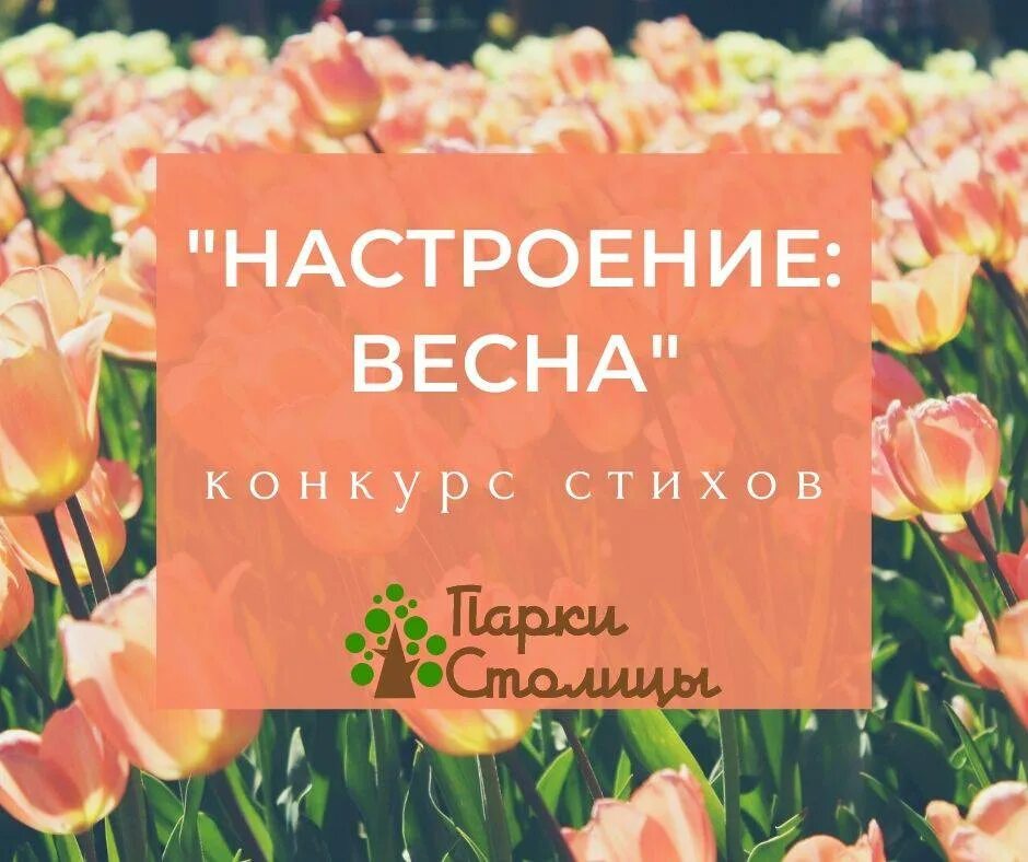 весенние открытки. девушка с корзинкой подснежников зимой. весеннего настроения пожелания. цветы для детей. весенние тюльпаны.