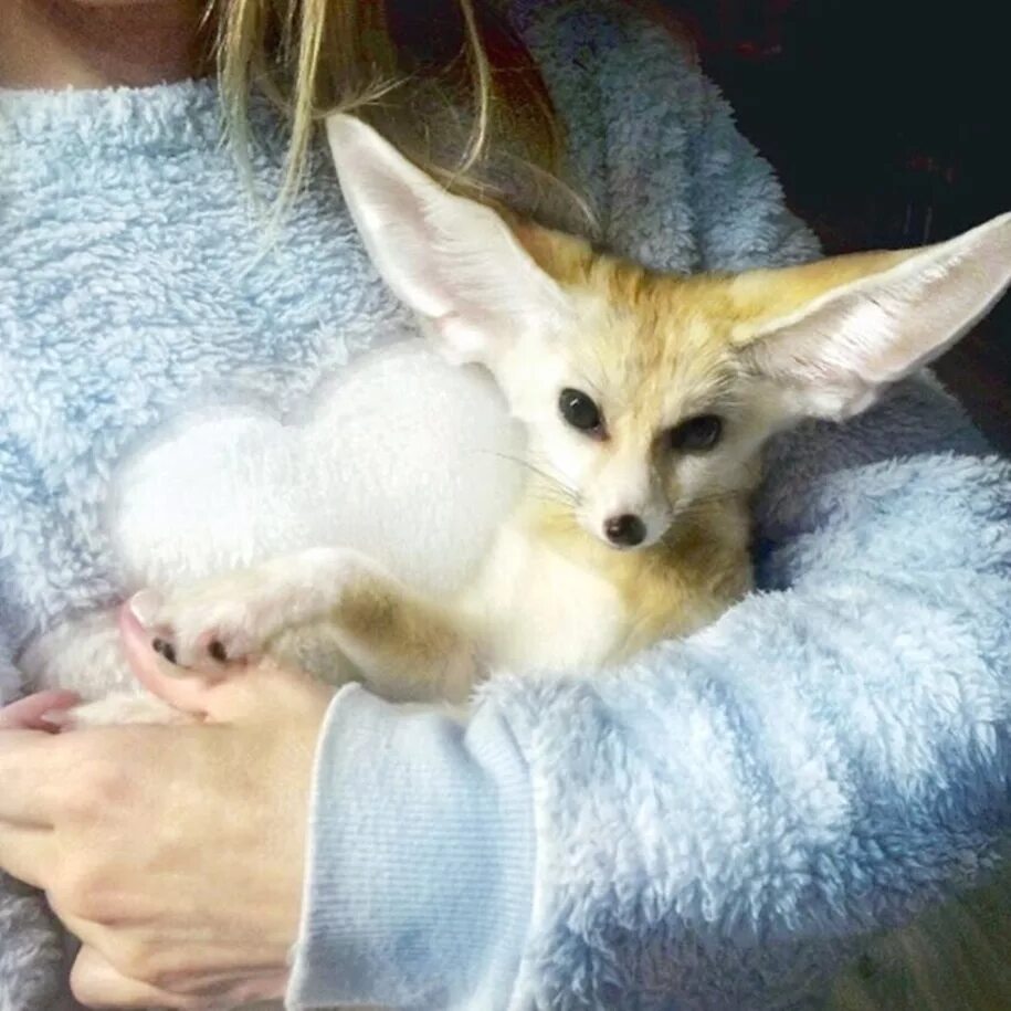 Janelle fennec