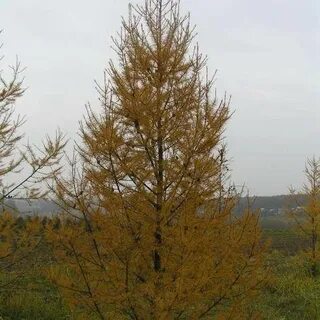 Лиственница даурская описание
