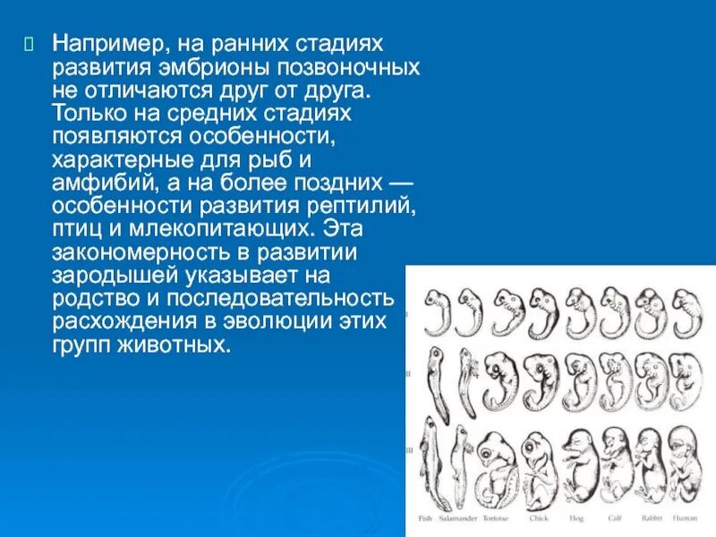 Стадии развития эмбрионов позвоночных. Ранние этапы развития зародышей позвоночных. Сходство эмбрионов позвоночных на ранних стадиях развития. Формирование отличий у зародышей позвоночных. Эмбрион позвоночного на ранней стадии развития.