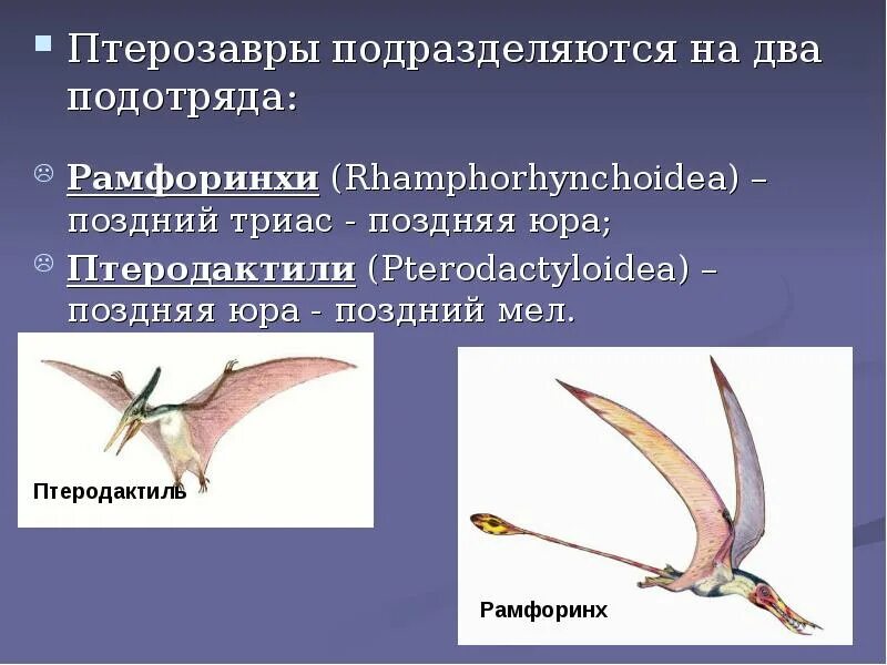 Птеродактиль класс. Птерозавры рамфоринхи. птеродактиль краткое описание. птеродактиль краткая информация. летающие динозавры презентация.