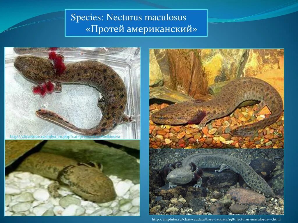 Протей атс. Американский Протей, Necturus maculosus,. Протей отряд земноводных. Американский Протей земноводное.