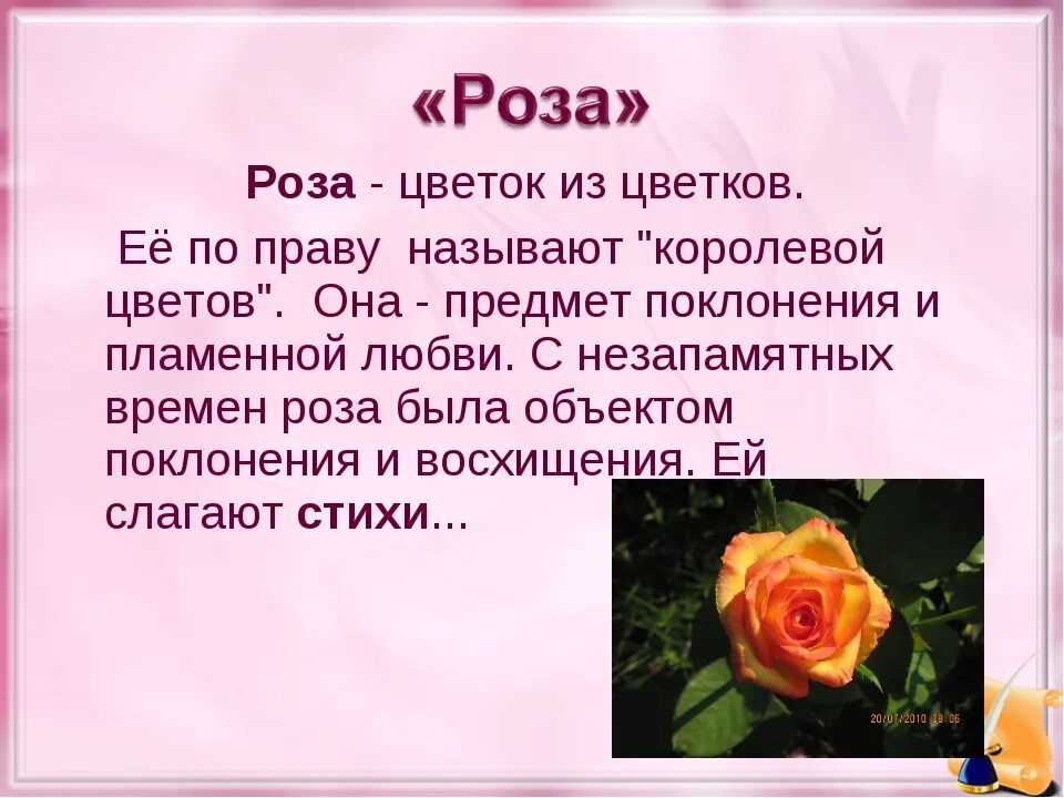 Как описать розу. Написать про розу. Рассказ о Розе. Описание цветка розы. Описать розу.